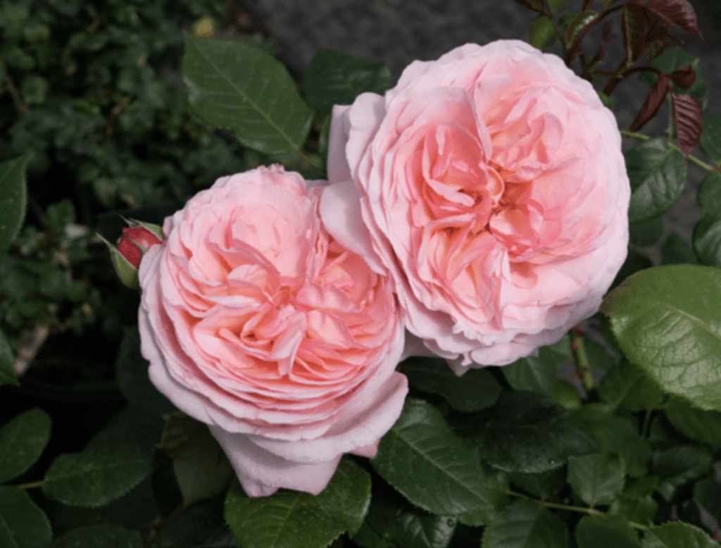 Martha Stewart rose 